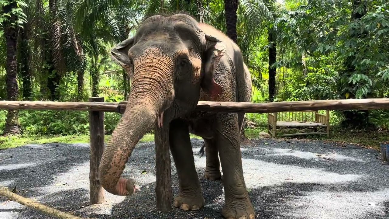 A trip to Thailand elephants and monkeys