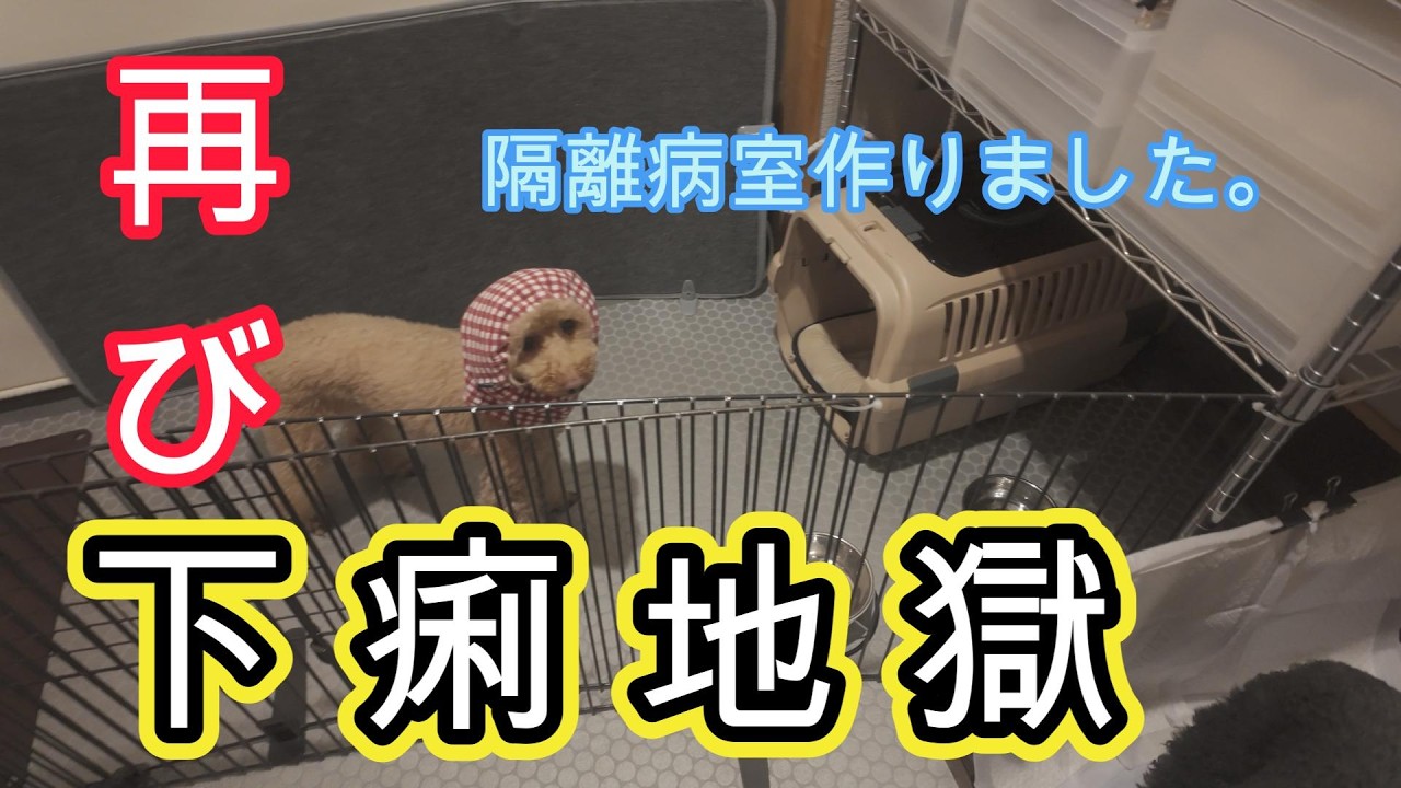 【犬の下痢対策】再び２匹同時に体調不良・・・仕事中の留守番のための部屋分けの記録とお腹に優しいドッグフードに交換