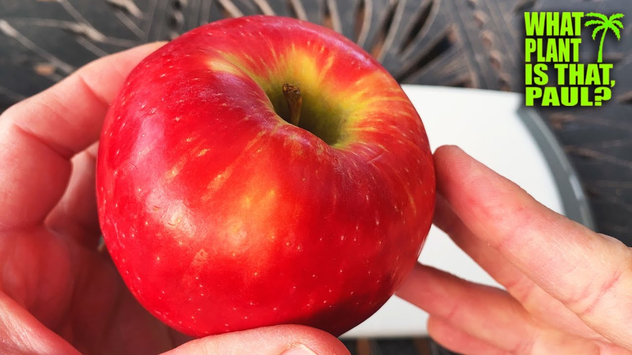 HONEYCRISP APPLE Taste and Review / Crisp, with balanced sweetness and acidity