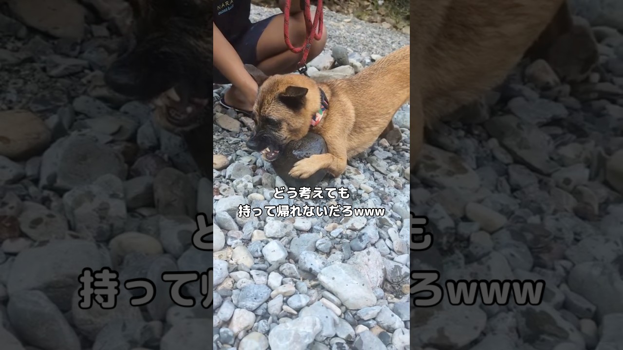 今回の石は大きすぎだよwww 