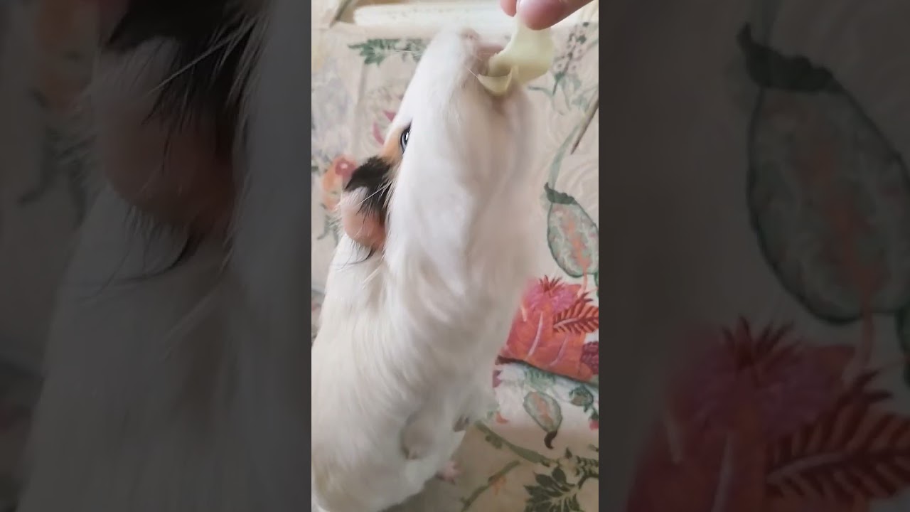 Вкусная капуста 🥬!# 