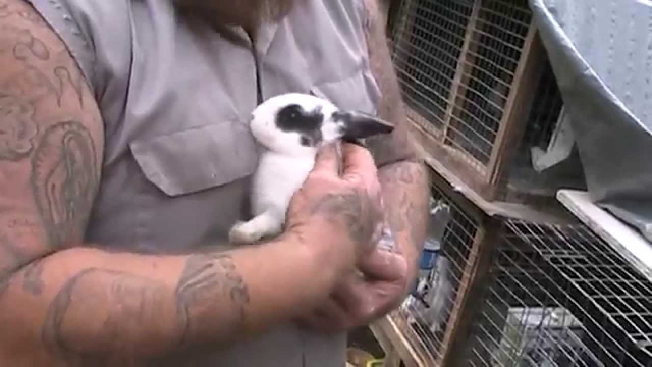 How To Tell the Sex of a Rabbit