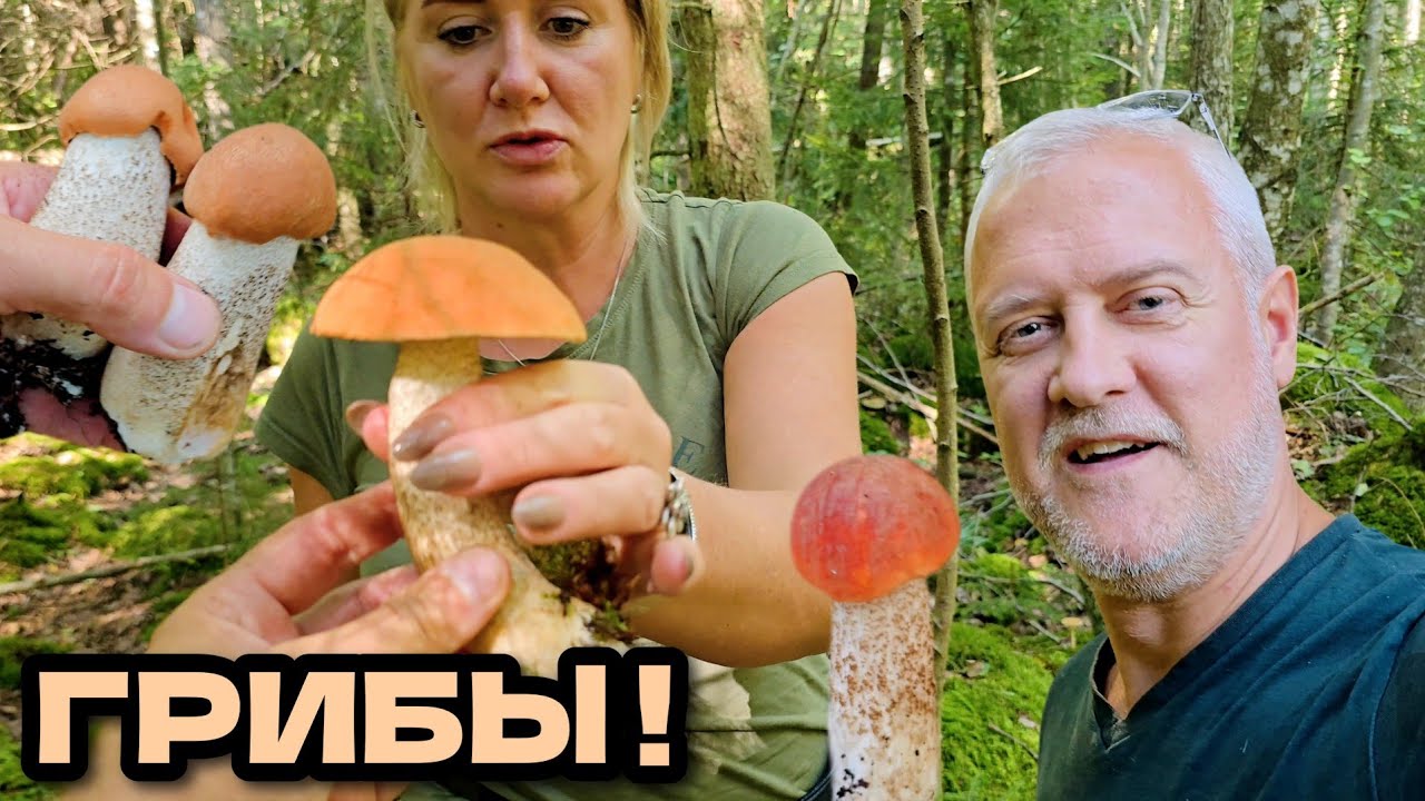 Грибы. Много подосиновиков! 2 сентября, Латвия