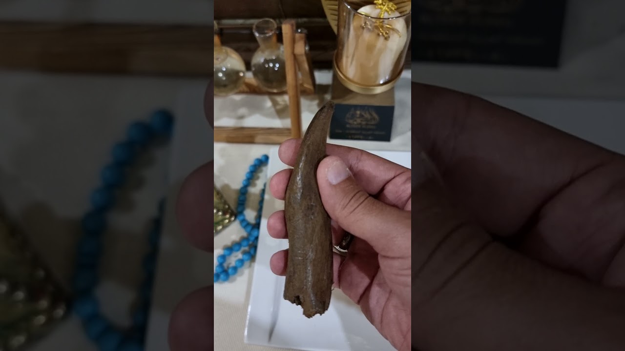 (الطيب الأصيل) طريقة تكسير العود المروكي الطبيعي الدرجات العاليه عبدالله للعود ٠٥٦٧٣٩٠٠٨٠ نتشرف بكم
