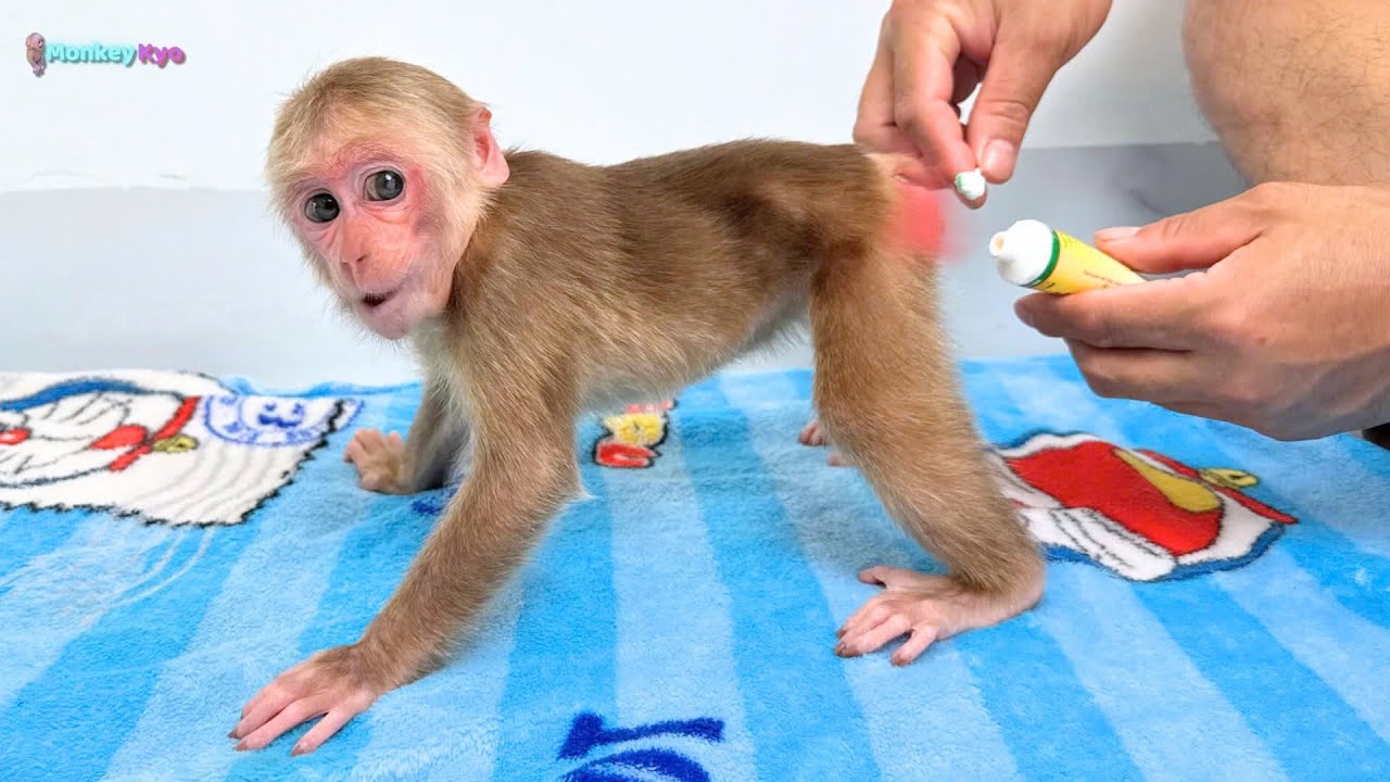 Smart Monkey Kyo: Dad, I need your help right now!