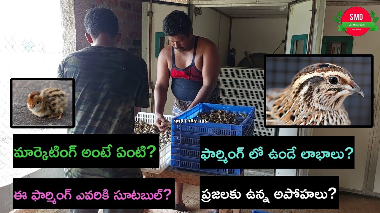 (....కౌజు పిట్టల పెంపకం....) మొహాల్ గ్రామం, కలికిరి మండలం, చిత్తూర్ డిస్టిక్, ఆంధ్ర ప్రదేశ్.... 