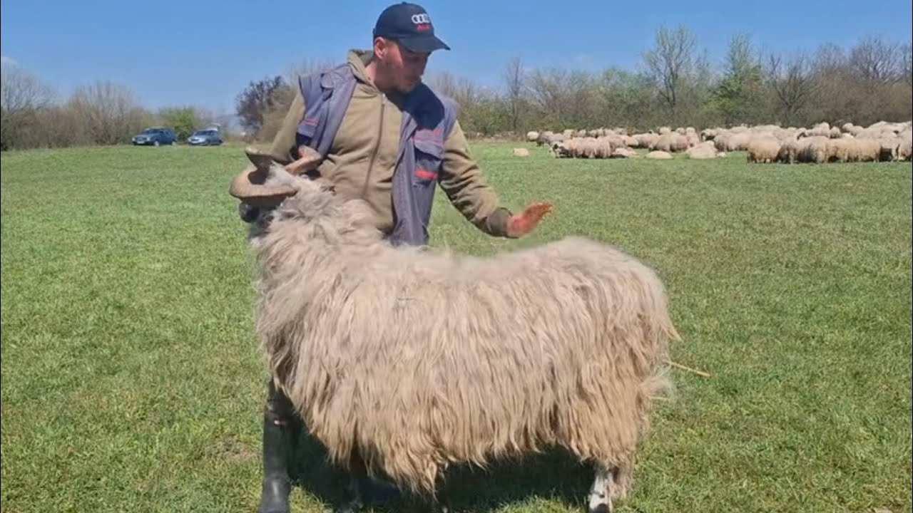 Ko pojede čorbu iz ove šerpe za njega druga ne postoji