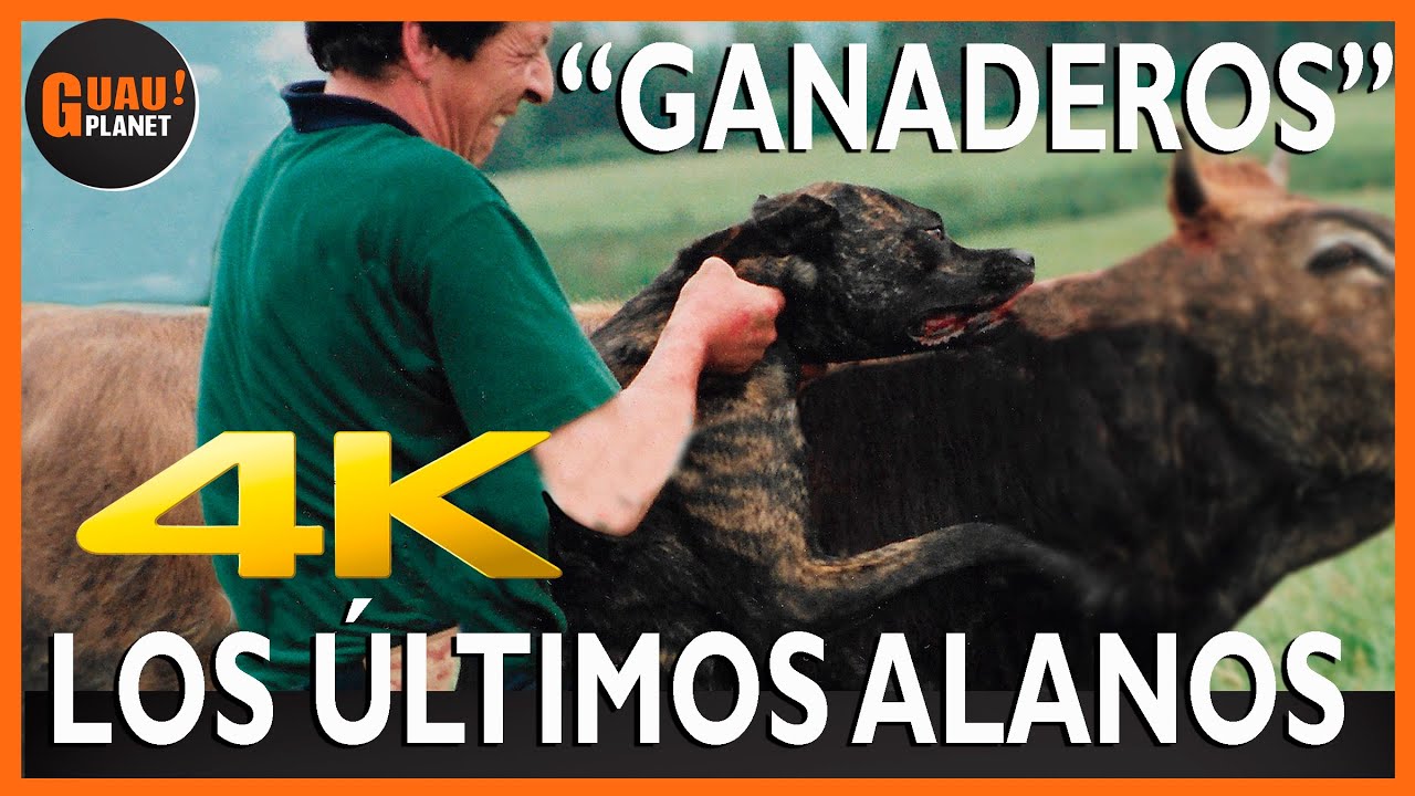 ALANO ESPAÑOL🐶💪🦴 ,LOS ÚLTIMOS ALANOS 