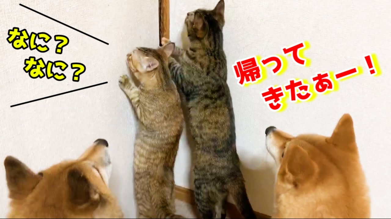 8ヶ月ぶりのお姉ちゃん帰宅に柴犬と猫大感激！They are so moved when my sister comes back