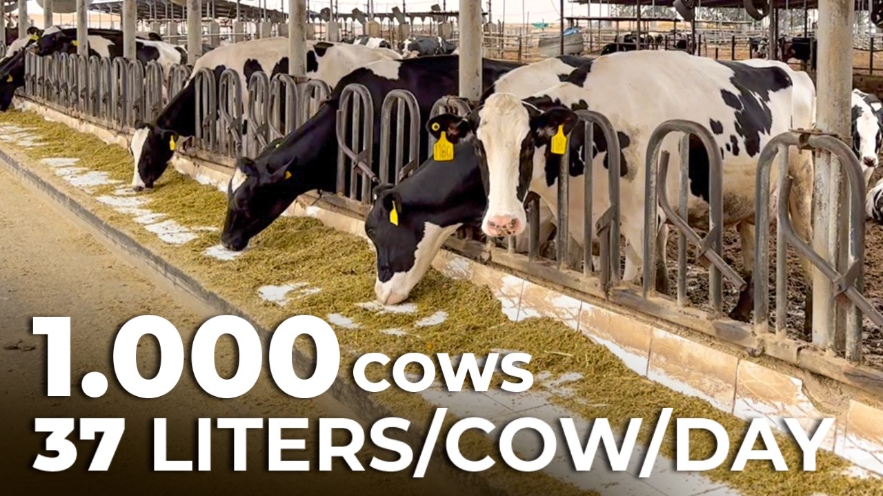 1,000 COWS PRODUCING 37,000 KG OF MILK PER DAY - MEGA DAIRY FARM IN EGYPT 🇪🇬