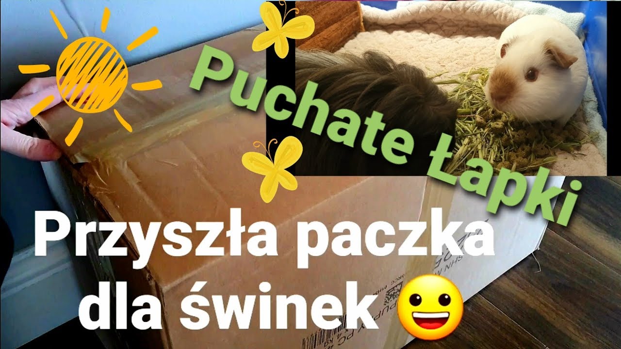 Zakupy dla świnek morskich 🐹❤🐹 Guinea Pigs Supplies