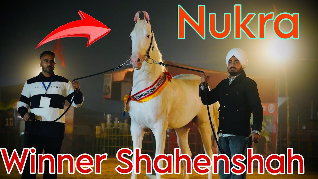 Hanumangarh horse show 2025 | Nukar category Two teeth Winner￼ Shahenshah ❣️
