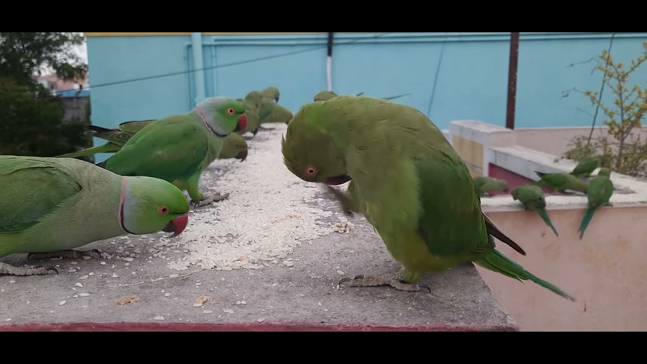 Green Parakeet Feeding day 319