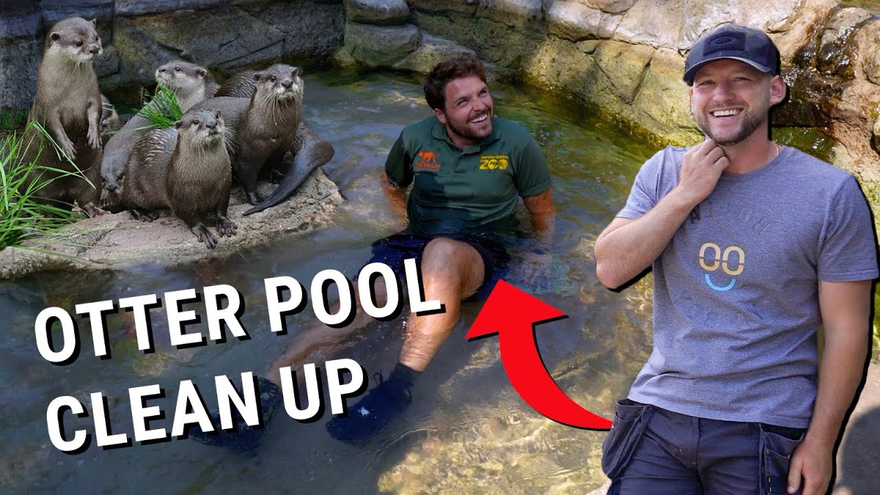 OTTER POOL CLEAN AT HERTFORDSHIRE ZOO 🦦