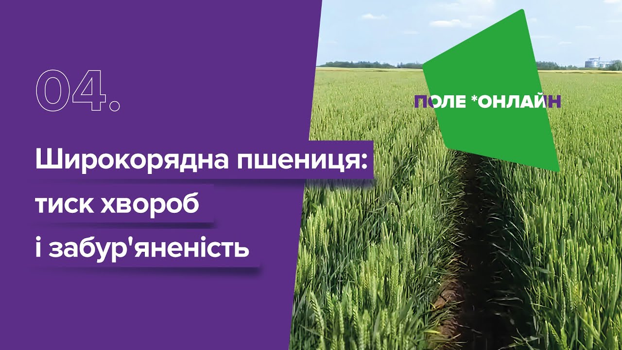 Широкорядний посів пшениці: менше стебел, але краща якість?