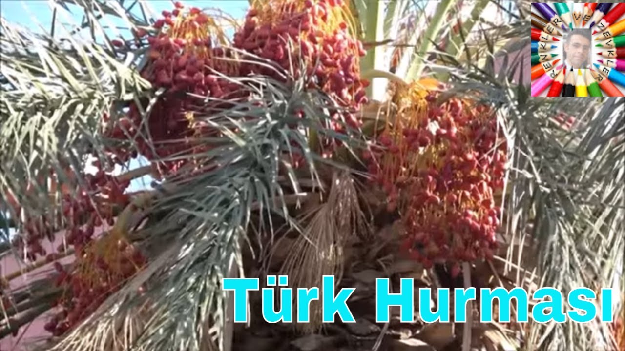 Bu Hurmalar T&uuml;rkiye'de Yetişiyor!