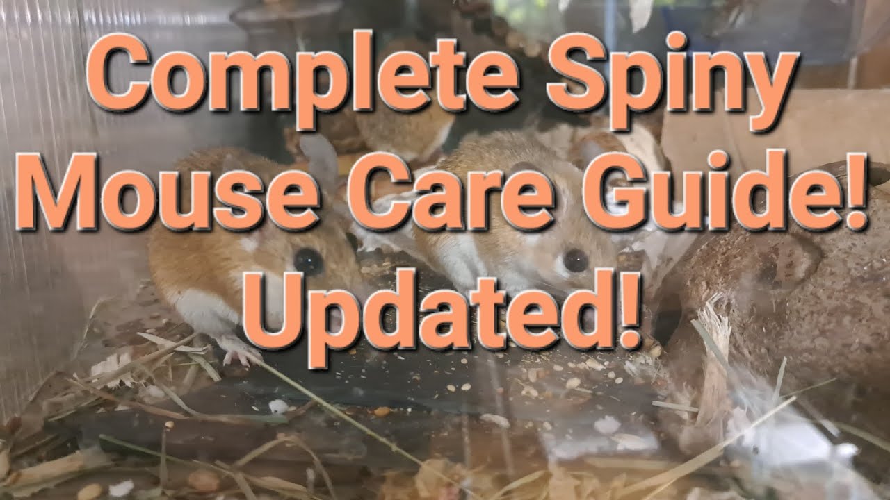 spiny mouse care guide! | updated info! | cage, diet/food, chews, treats, hiding, bedding, and more!