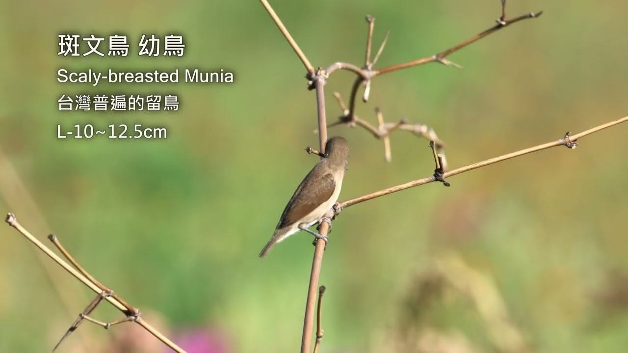 斑文鳥幼鳥/Scaly-breasted Munia Juvenile