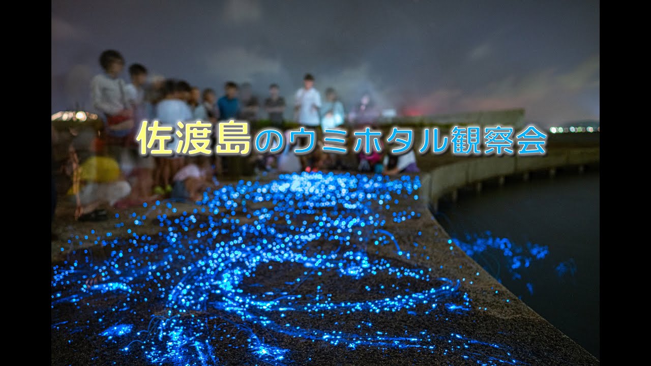 佐渡島のウミホタル観察会