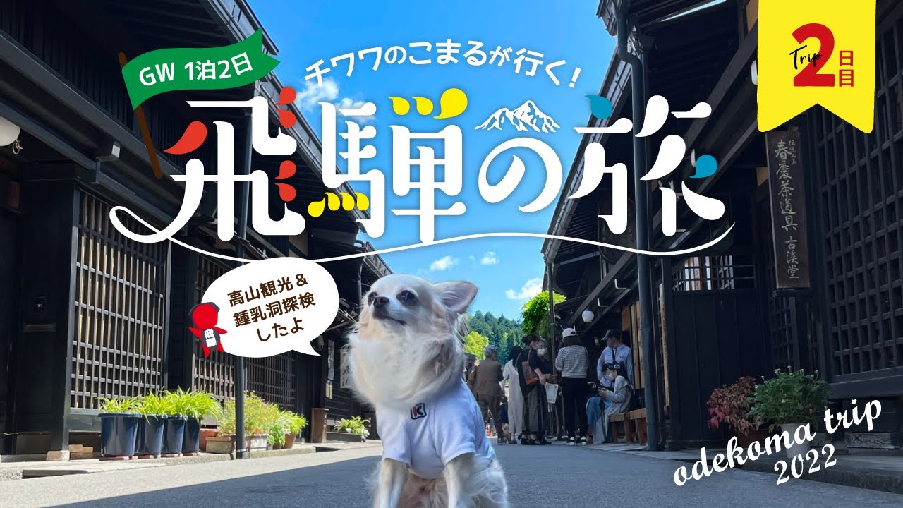 【犬とおでかけ】チワワのこまるが行く!飛騨の旅★2日目★鍾乳洞や高山観光したよ♪(岐阜県)