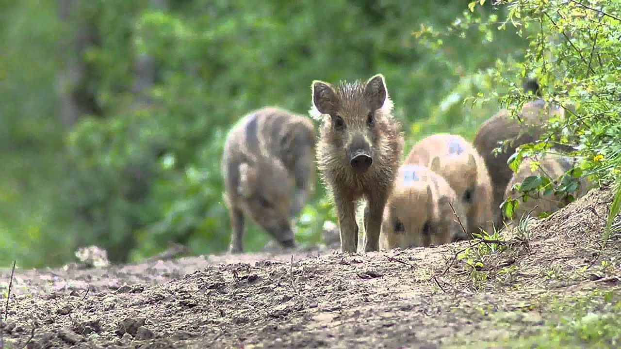 Marcassins et sanglier blessé