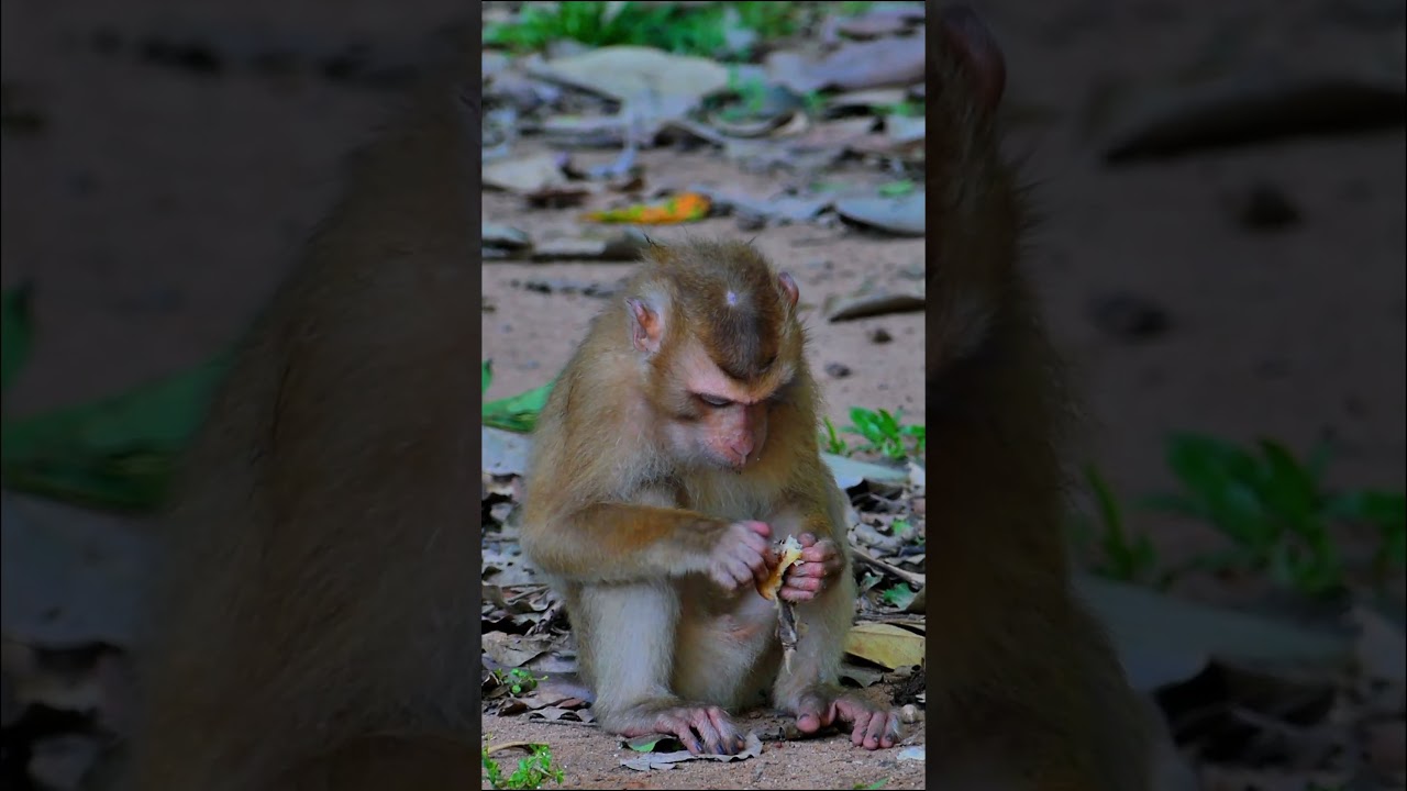 Amaya Monkey Eating time, ⁨@5starmonkeys⁩, #monkeysr, #babymonkey, #babyprimateShorts1, #babyanimal