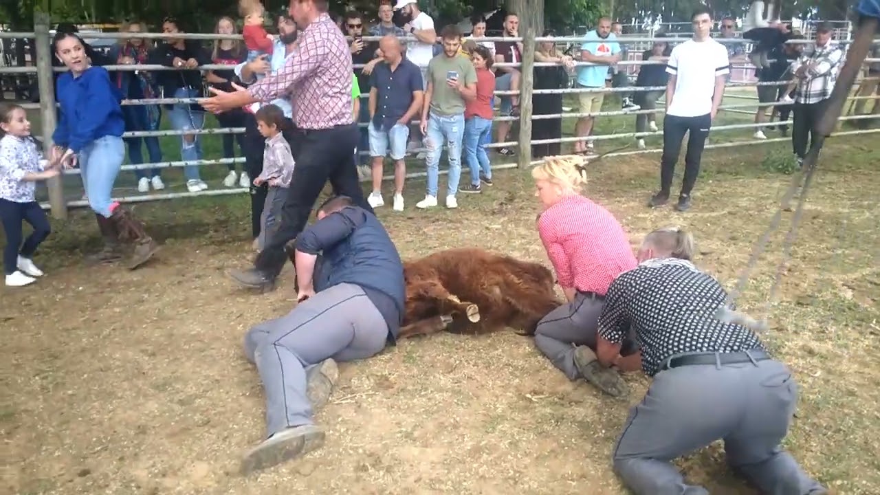 14 Mai 2023 Ferrade En Pays Veau Mâle À La Manade Joubert