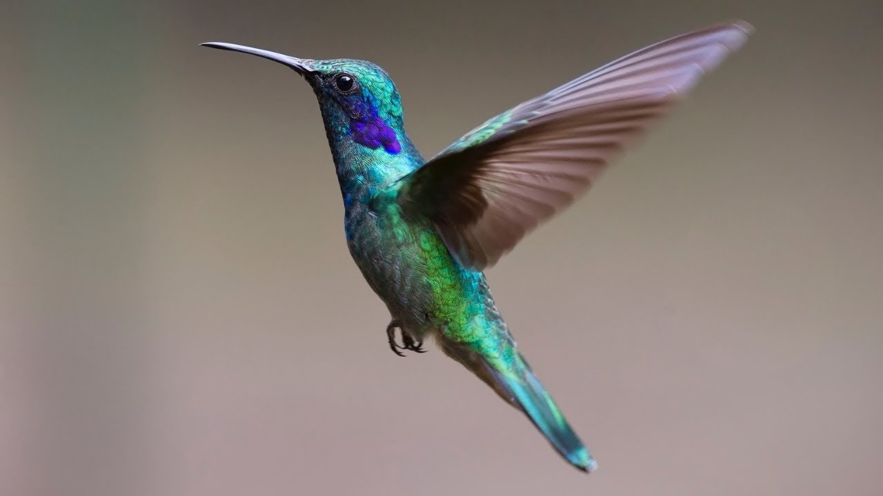 Hummingbird Calls | Hummingbird Sounds | Hummingbirds Chirping | Harmonic Healing Sounds