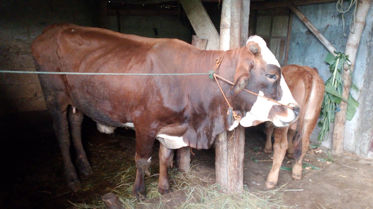 PEMBERIAN PAKAN UNTUK SAPI DI KANDANG ‼️🐂