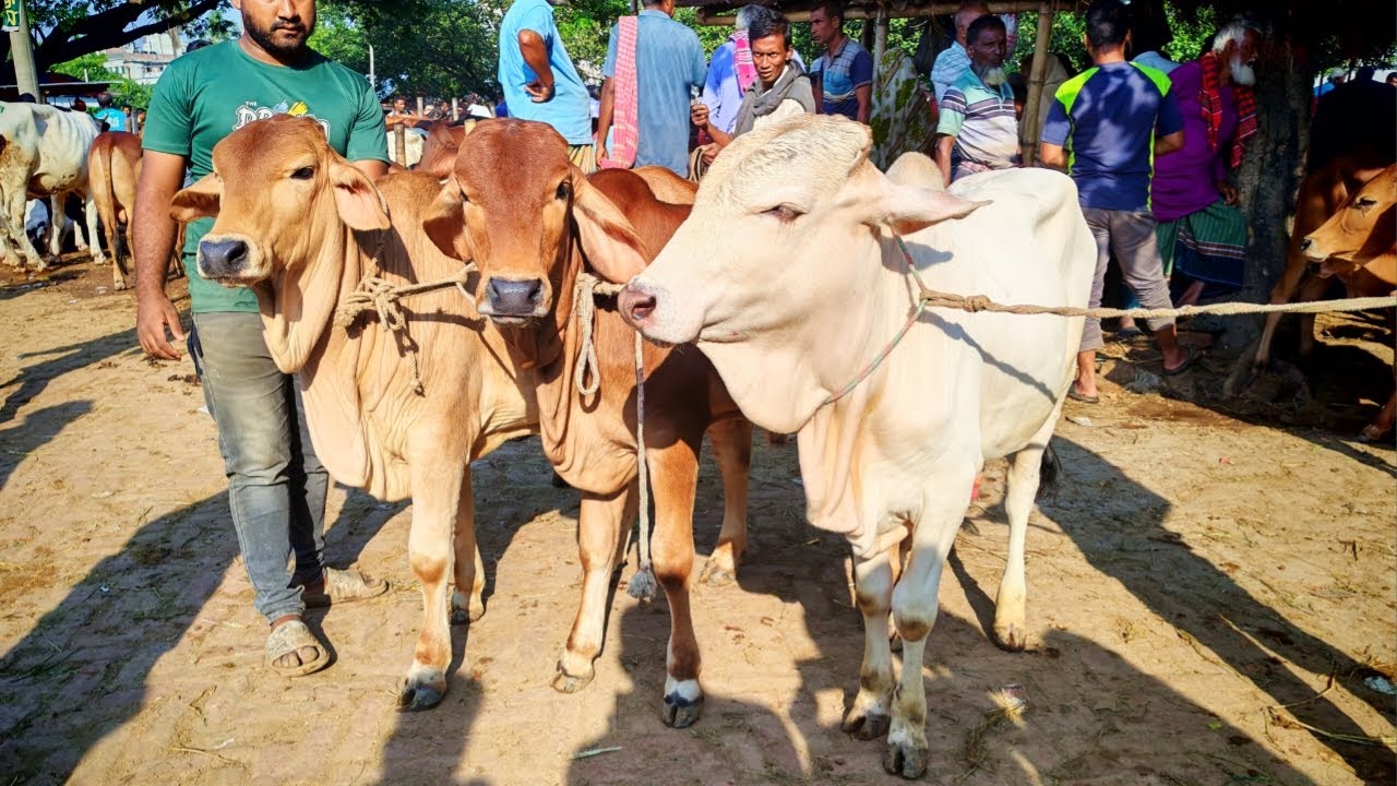 ০৯/১১/২৫ হাট সেরা ক্রস ব্রাহামা ষাড় বাছুর এর দাম শুনলে চমকে যাবেন সীমান্তবর্তী হাট জয়পুরহাট নতুন হাট