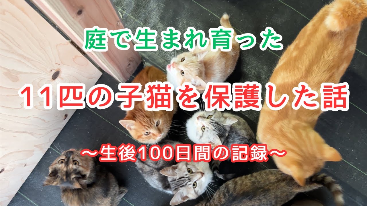 【庭猫保護】庭に住み着いた１１匹の子猫が病気になったので保護して家猫にしました