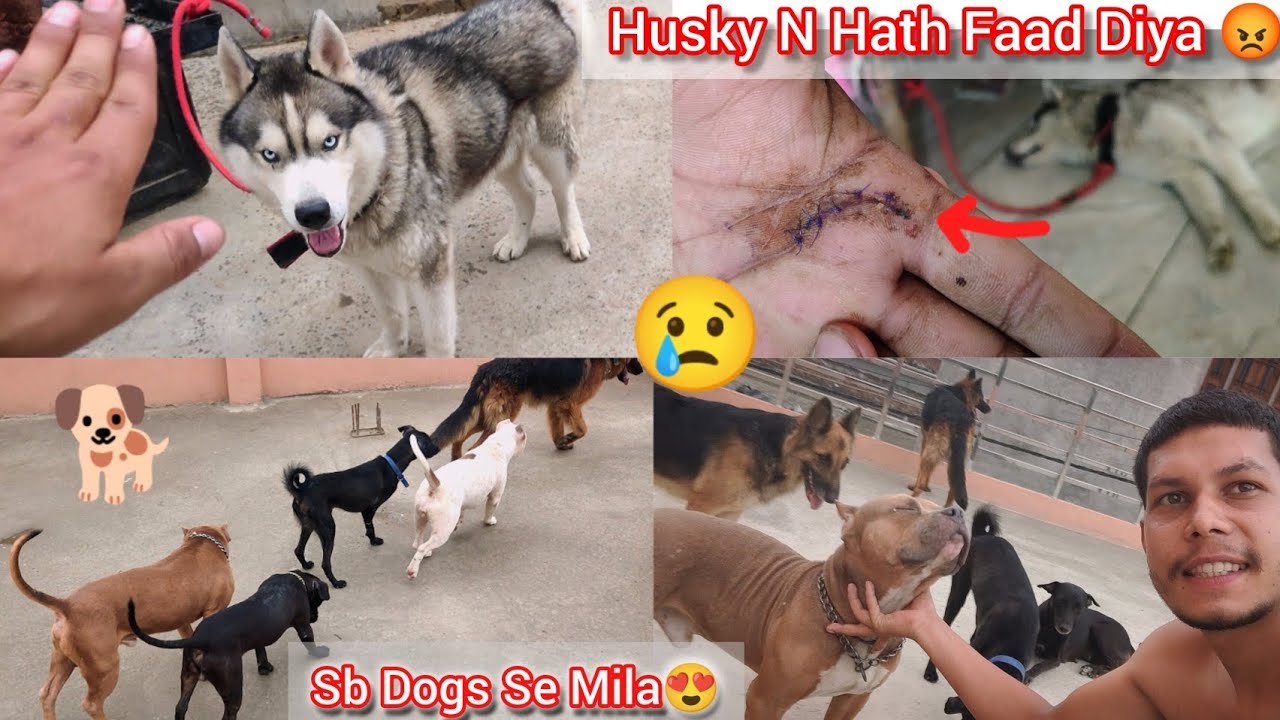Husky N Attack Kar Diya Hath Faad Diya Pura😰Stretch Lagvna Pde😢|| Ghar Jata He Sb Dogs Chipat Gye 🐶