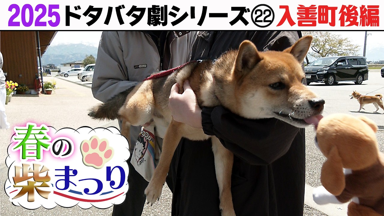 2025狂犬病予防注射会場のドタバタ劇㉒ 入善町後編「春の柴まつり」