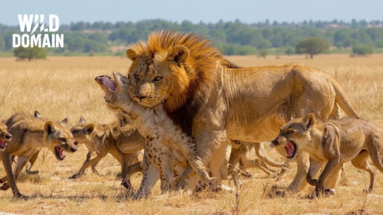 L&ouml;wen VS Hy&auml;nen | Der Extreme Kampf Zwischen Den Obersten Raubtieren Der Savanne &ndash; Tierdokumentation