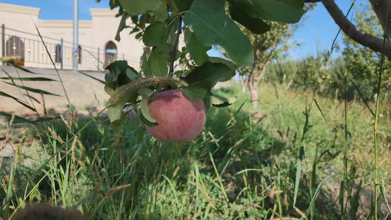 উজবেকিস্তানের আপেল বাগান/Apple Garden of Uzbekistan