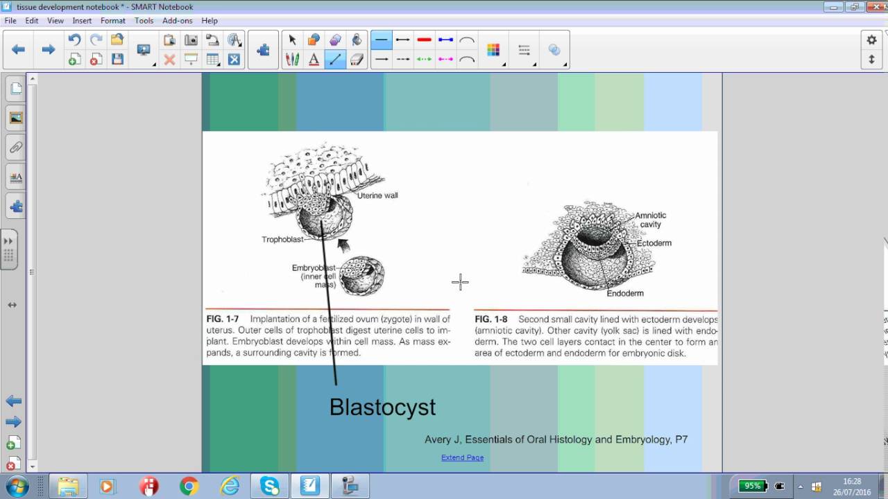 Tissue development