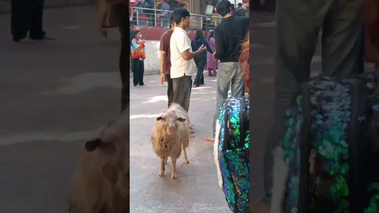 Bharat ke vartman sacchai##reality of India###asam Guwahati Kamakhya Dham ki reality##india