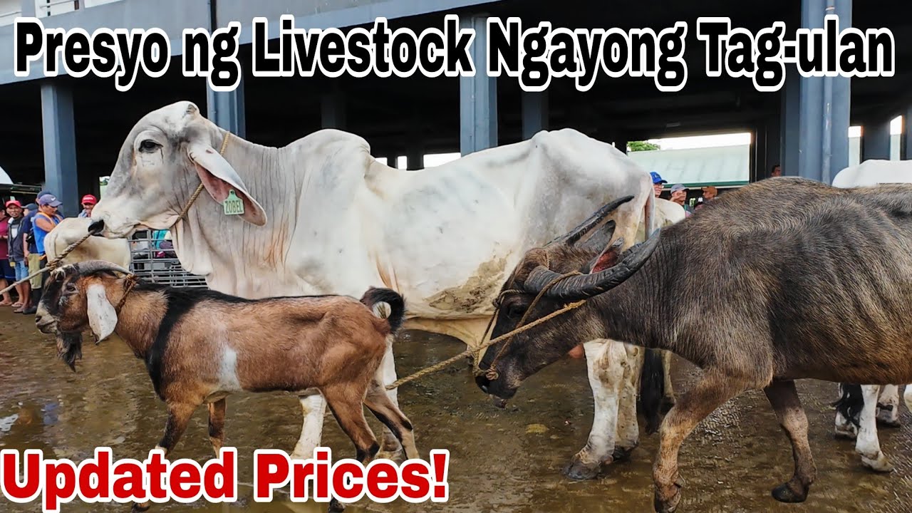 June 21, 2024 Presyo ng Baka, Kambing, at Kalabaw | Dji Osmo Action 4 | Livestock Farming