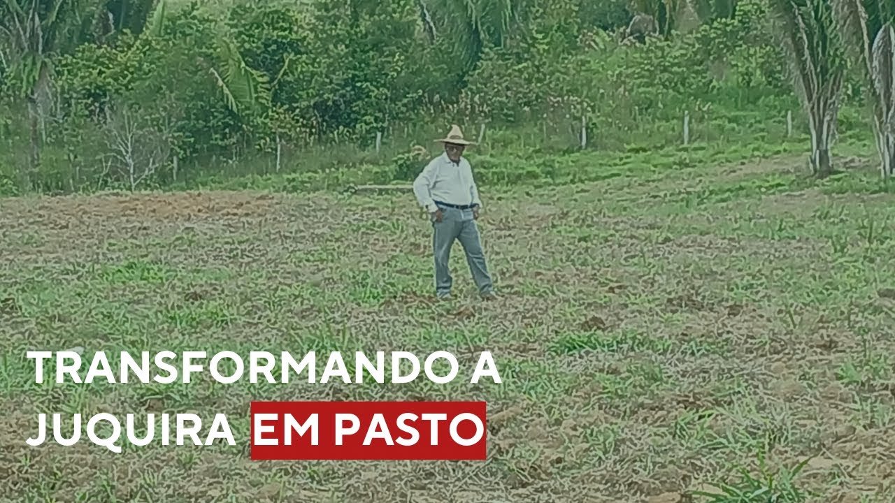 Transformando a juquira em pasto