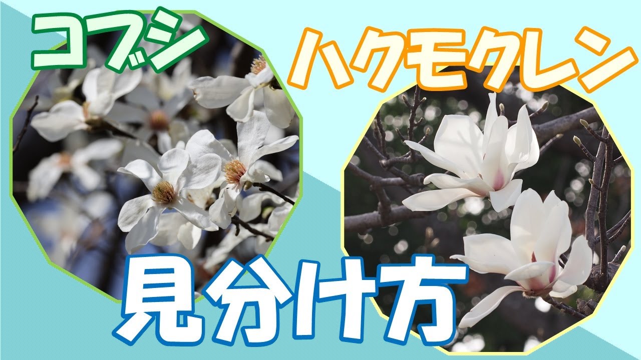 コブシとハクモクレンの見分け方