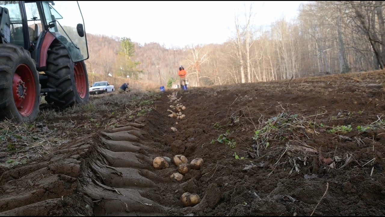 Harvesting potatoes with our potato plow