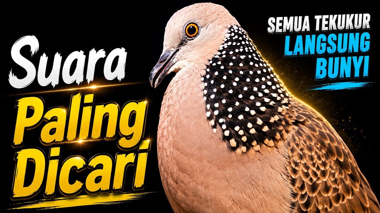 Suara Burung Tekukur Gacor Khusus Pancingan Yang Malas Bunyi - Putar Langsung Nyaut...!