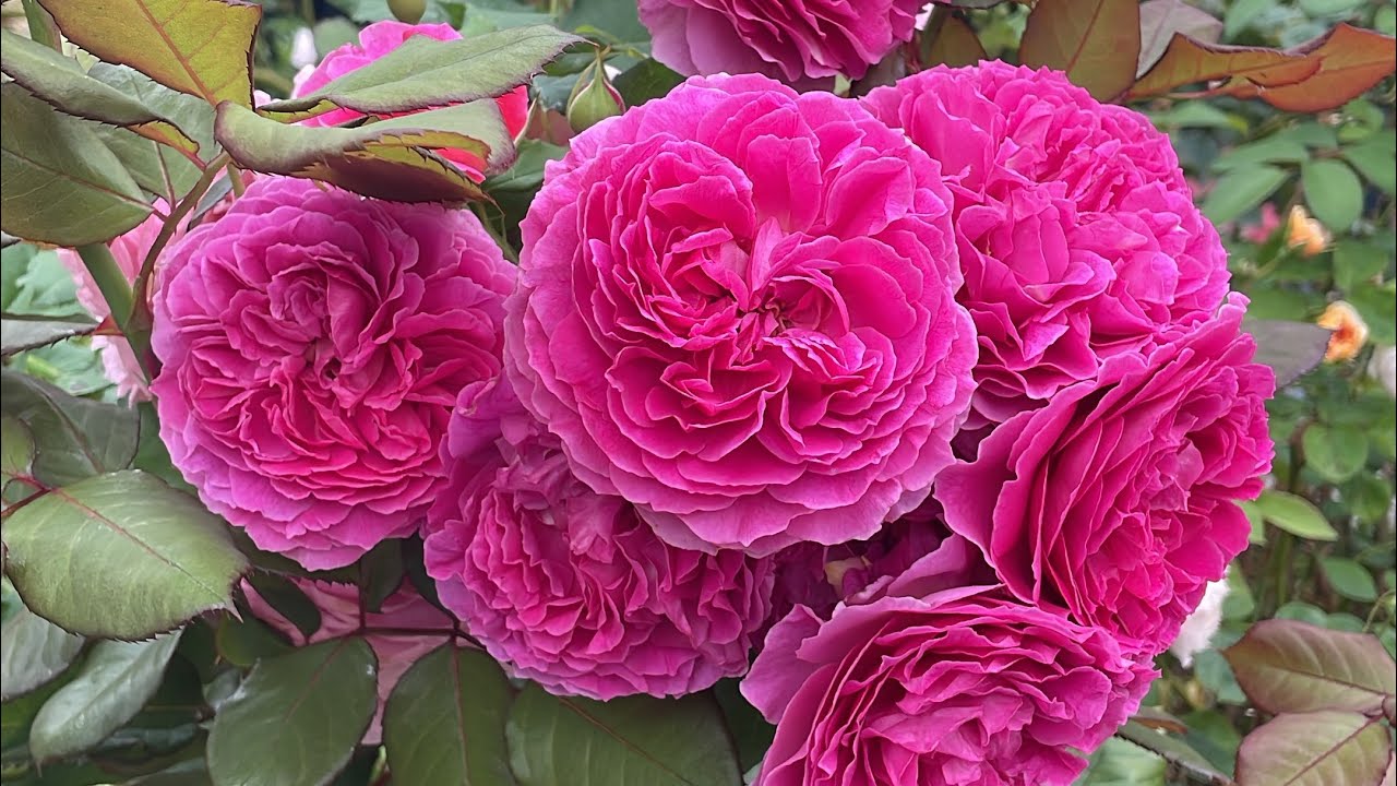 What is blooming in August