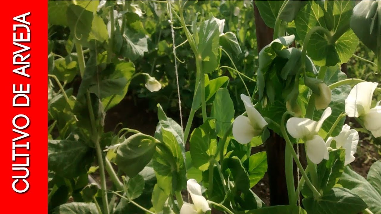 Cultivo de arveja