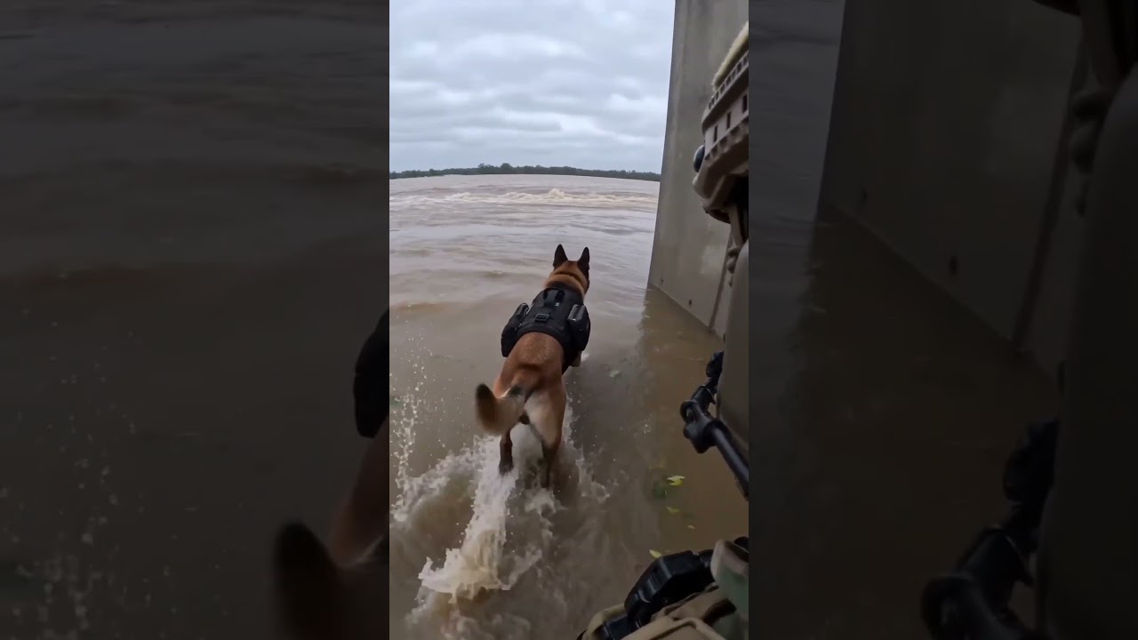 Brave K9 Hero in Action! 🐕&zwj;🦺🌊 Military Dog Joins a Flood Rescue Mission #Shorts