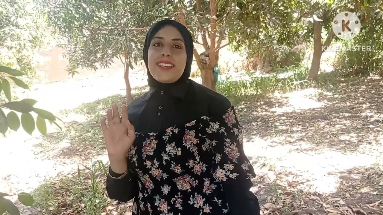 تسميد ورى ومكافحة  المانجو خطوة بخطوة بعد العقد: مهندسة / ناهد