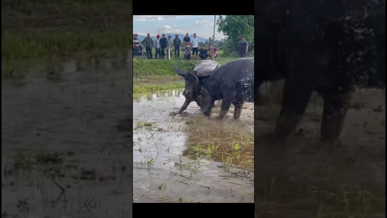 Fierce Buffalo Clash &ndash; Brutal Headbutts! #buffaloclash