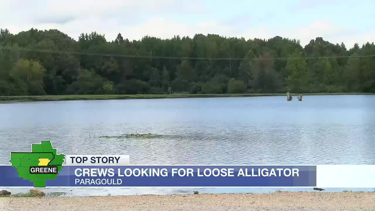 Alligator found in Paragould lake