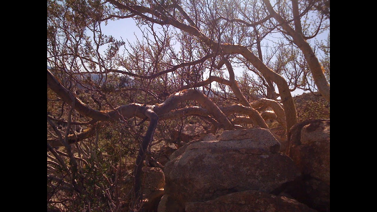 The Elephant Tree and a 112 Million Year Old Story