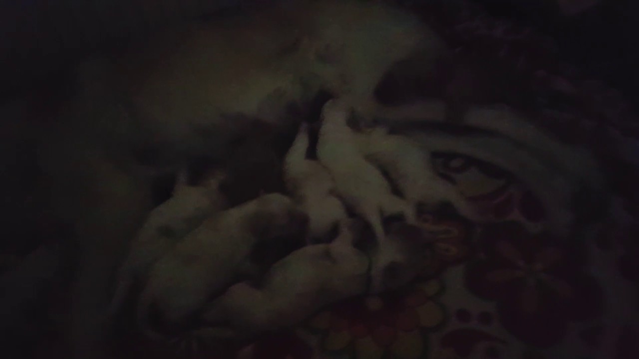 Knoet puppies eerste keer kwispelen